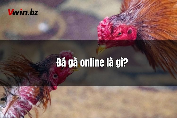 Tìm hiểu chi tiết nhất về khái niệm đá gà online là gì?