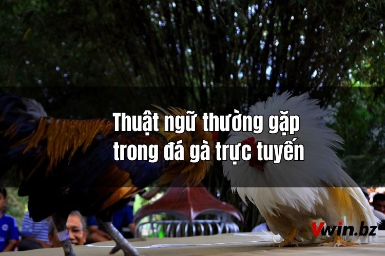 Thuật ngữ thường gặp trong đá gà trực tuyến